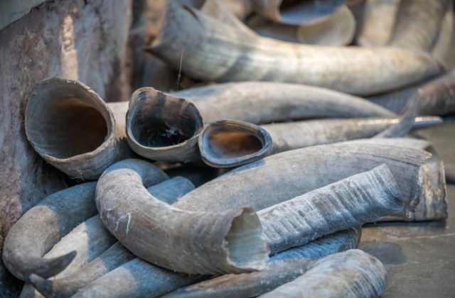 Cez darknet obchodovali so slonovinou, jeden z dvojice už aj pozná svoj trest