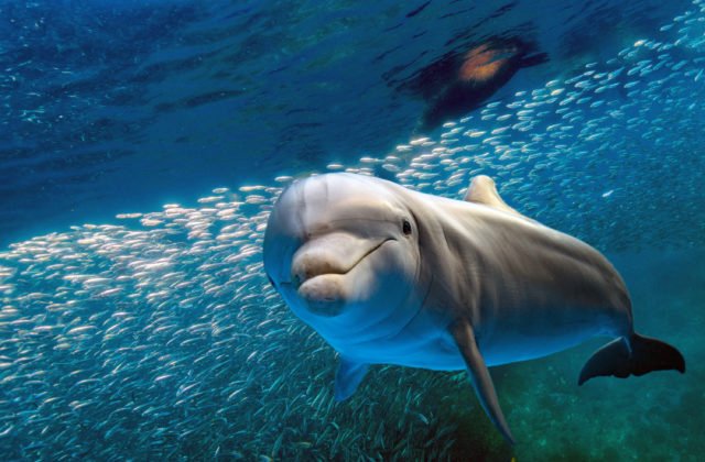 Rusi posilnili ochranu svojej flotily v Čiernom mori, do boja nasadili vojensky vycvičené delfíny