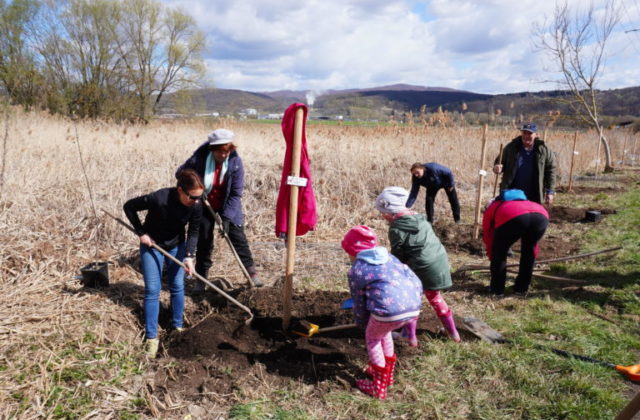Sadíme stromy tam, kde je to potrebné. Pre odolné mestá a zdravú krajinu