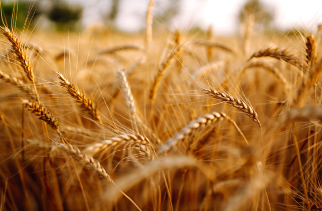 Ruskí vojaci podľa Ukrajincov kradnú zásoby pšenice, dedinčanom odcudzili aj nákladné autá