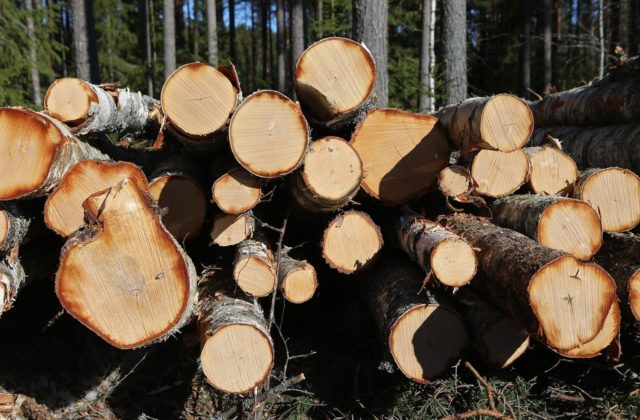 Členovi SaS podpálili auto, na polícii chcel udať lesníkov za nelegálnu ťažbu dreva v chránenej oblasti