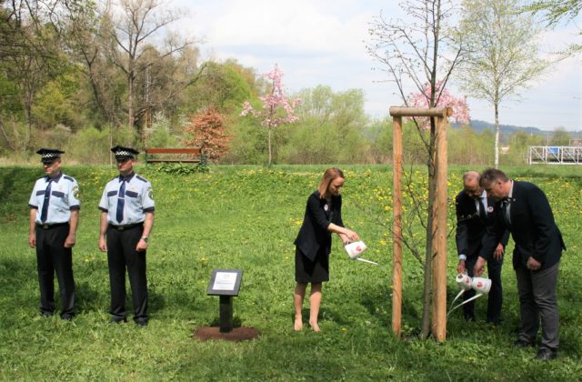 Covid na Kysuciach zanechal stovky obetí. V Čadci na ich počesť vysadili tri pamätné lipy