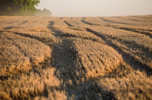 Taliansko zorganizuje stretnutie, ktorého cieľom bude snaha zamedziť potravinovej kríze