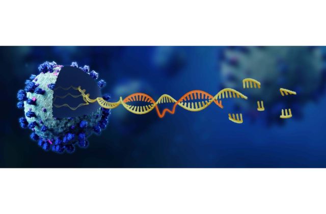 Antivirotikum z dielne slovenských biotechnológov smeruje do Európskej liekovej agentúry. Slováci zverejnili prvotné dáta vlastného lieku na COVID-19
