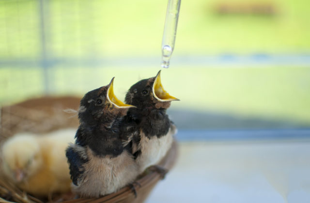 Ministerstvo životného prostredia posilní záchranné zariadenia, pribudnú zamestnanci