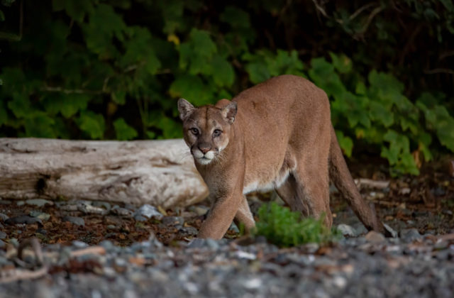 Puma napadla 9-ročné dievča, ktoré sa hralo s inými deťmi na schovávačku
