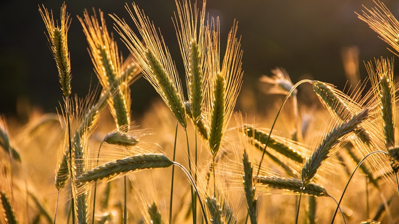 USA privítali dohodu o obnovení vývozu obilia z ukrajinských prístavov