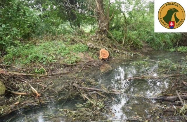 Polícia obvinila muža z okresu Trenčín za protiprávny výrub 263 stromov a krov v chránenej oblasti