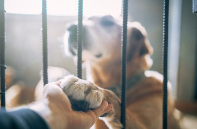 Nájdite sa so svojím najlepším priateľom na košickej Aničke, ľudia si môžu adoptovať psov bez domova