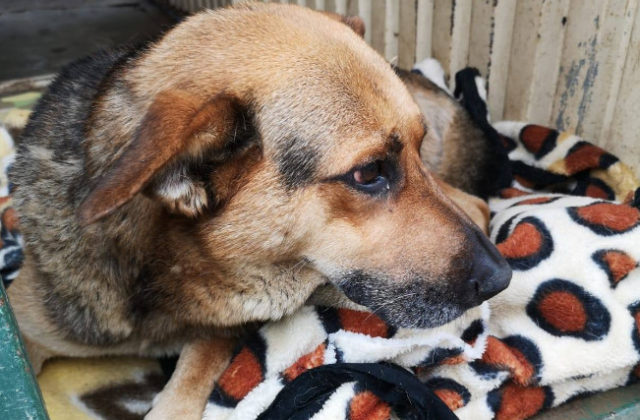 Popradský mestský útulok bude väčší, investícia vo výške 350-tisíc eur by mala trvať dva mesiace