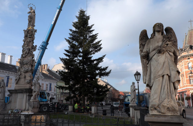 Košická Hlavná ulica bude mať na najbližších pár týždňov svoju novú dominantu, je ňou tri tony vážiaca jedľa biela
