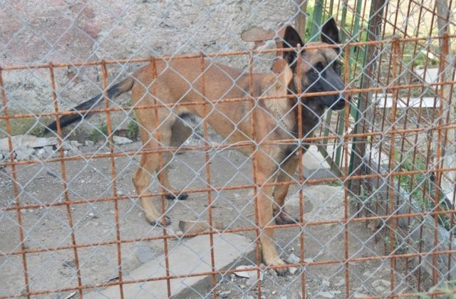 Krištúfková bojuje za to, aby bolo zabitie psov za účelom konzumácie alebo výroby masti protizákonné