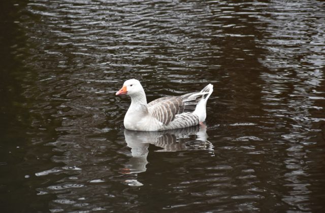 Bratislavská zoologická záhrada bude na 30 dní pre verejnosť zatvorená, dôvodom je vírus vtáčej chrípky H5N1