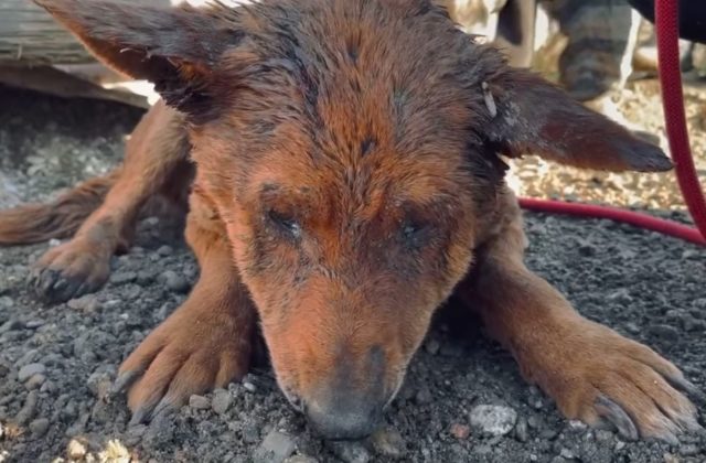 Psy a mačky by mali mať väčšiu ochranu pred týraním, páchatelia budú stíhaní pre spracovanie ostatkov