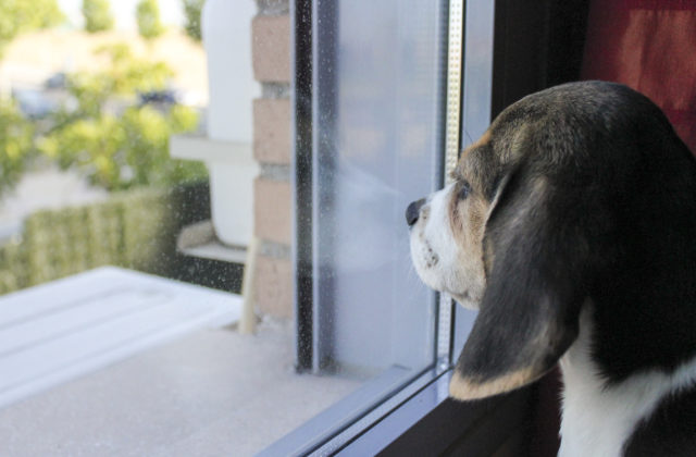 Polícia zatiaľ nemôže vstúpiť do bytu či domu s opustenými psami, Zvierací ombudsman adresoval na ministerstvo vnútra návrh zákona