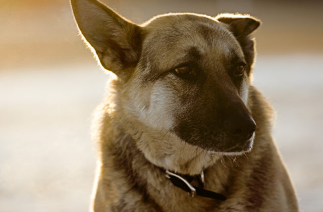 Púšťate psa na voľno? Rizikom je lesná zver, ale aj váš domáci miláčik