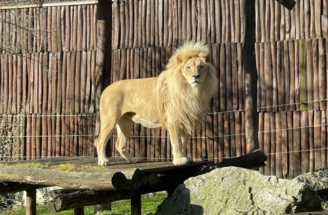 Návštevníci ZOO Bratislava už môžu pozorovať nového leva juhoafrického (foto)