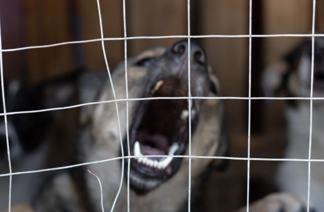 Pes napadol osemročné dievčatko, dohrýzol ju aj na hlave