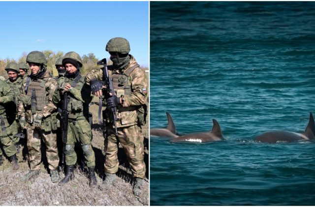 Rusko cvičí ešte viac bojových delfínov na obranu Sevastopoľu. Nepriateľskí potápači nemajú šancu