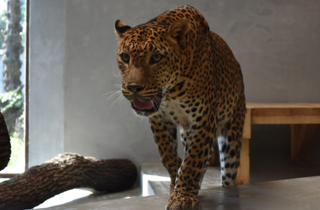 Do bratislavskej ZOO priviezli zo Španielska nového samca leoparda cejlónskeho