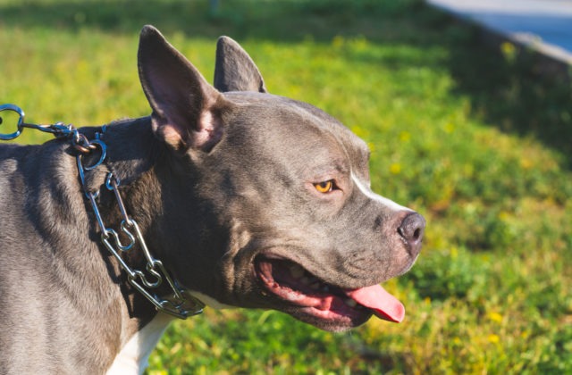 Bežkyňu napadli na poľnej ceste agresívne psy, ich majiteľa už polícia riešila aj v minulosti