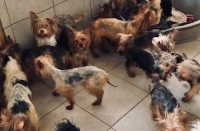 Žena chovala viac ako 60 psov, za zanedbanú starostlivosť jej hrozí väzenie (foto)