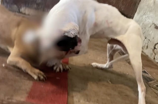 Polícia zasiahla proti organizátorom psích zápasov. Akcia Anubis odhalila desiatky pitbullteriérov a množstvo dôkazov (video)