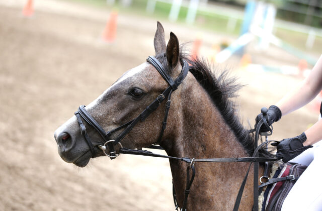 Mesto Prešov začína s výstavbou Národného jazdeckého tréningového centra