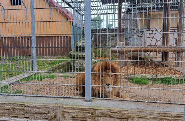 Zoologická záhrada v Spišskej Novej Vsi postaví levovi Lordovi nové bývanie, kde by mohol byť chovaný aj párik levov