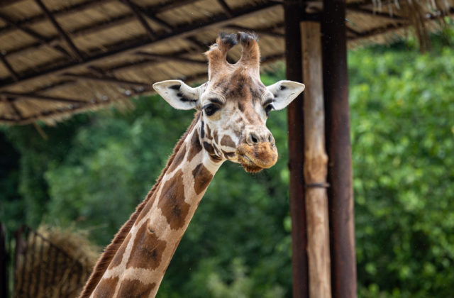 V bratislavskej ZOO náhle uhynula žirafa Salome, stádo už pozostáva len z dvoch jedincov