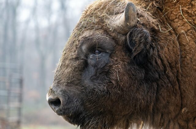 Bratislavská ZOO čelí ďalšej neľahkej výzve, chce ochrániť zvieratá, no môže to byť pre ňu likvidačné