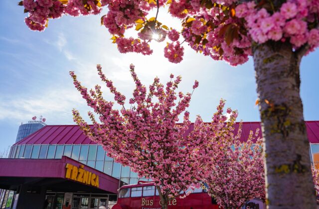 Starosta bratislavského Nového Mesta Čupka načrtol budúcnosť ikonickej tržnice na Trnavskom Mýte