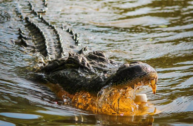 Núdzové pristátie ich dostalo do pasce. Pasažieri strávili 36 hodín v močarisku, spoločnosť im robili aligátory
