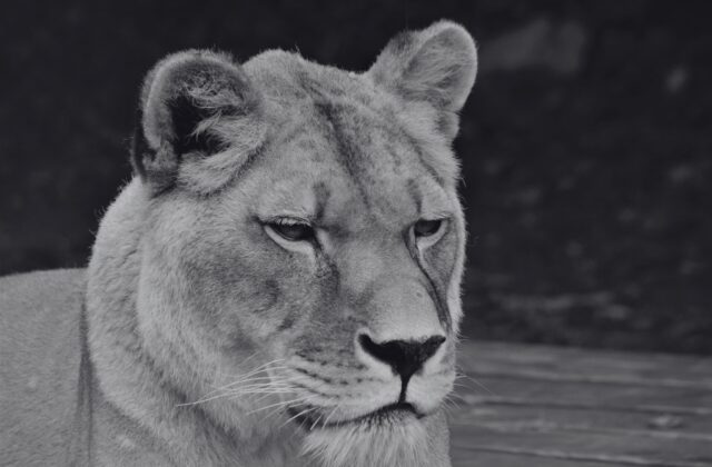 Košická zoologická záhrada musela utratiť levicu Lauru, majestátna šelma sa dožila 21 rokov