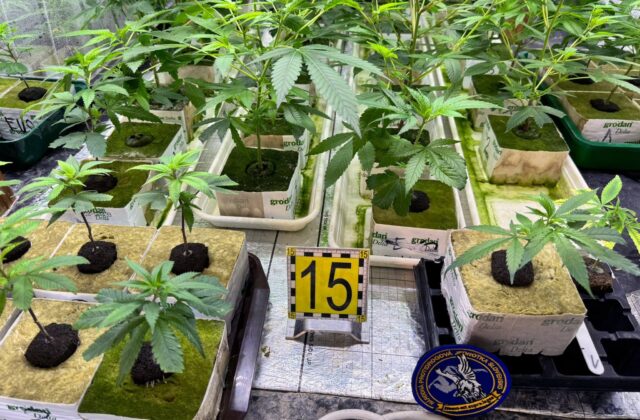 Pri akcii Botanik odhalili policajti laboratórium na pestovanie marihuany, zadržali dvoch ľudí