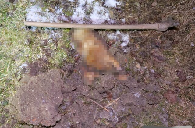 Muž z Klenovca brutálne dobil psa svojej družky, usmrtil ho motykou. Hrozí mu až trojročné väzenie – FOTO