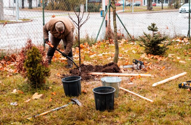 Mesto Trnava aj v tomto roku prináša obyvateľom Strom do domu, zabezpečí výsadbu aj ukotvenie