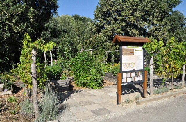 Permakultúrna záhrada nitrianskej SPU ponúka netradičné plody, jedlé kvety aj liečivé bylinky