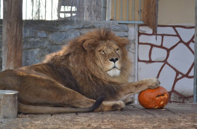 Jesenný festival v ZOO prinesie lampiónový sprievod aj program pre deti