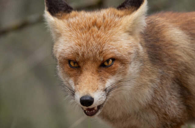 Líšky si urobili noru na šiestom poschodí paneláka