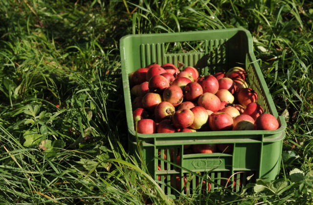 Jablkové hodovanie sa tento rok uskutoční v rekordných 18 mestách a obciach Bratislavského kraja