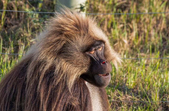 V ZOO Bratislava začali stavať nový výbeh pre paviány dželada, návštevníci sa môžu tešiť aj na interaktívne prvky – VIDEO