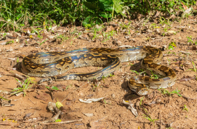 Na prechádzke so psom žena narazila na obrovského pytóna