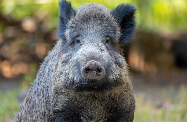 Kuriózna scéna v nákupom centre, pobehoval v ňom diviak