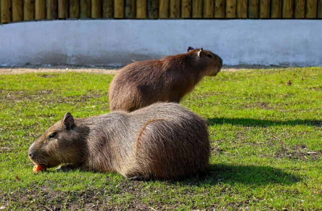 ZOO Bratislava pozýva na otvorenie novej sezóny, uskutoční sa aj prvé kŕmenie kapybár