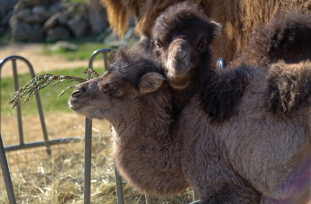 Bratislavská ZOO sa teší z troch nových mláďat ťavy dvojhrbej – FOTO