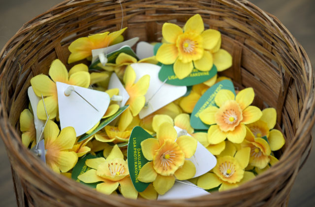 Deň narcisov je tu už 30 rokov. Kedy môžete opäť stretnúť dobrovoľníkov v uliciach?