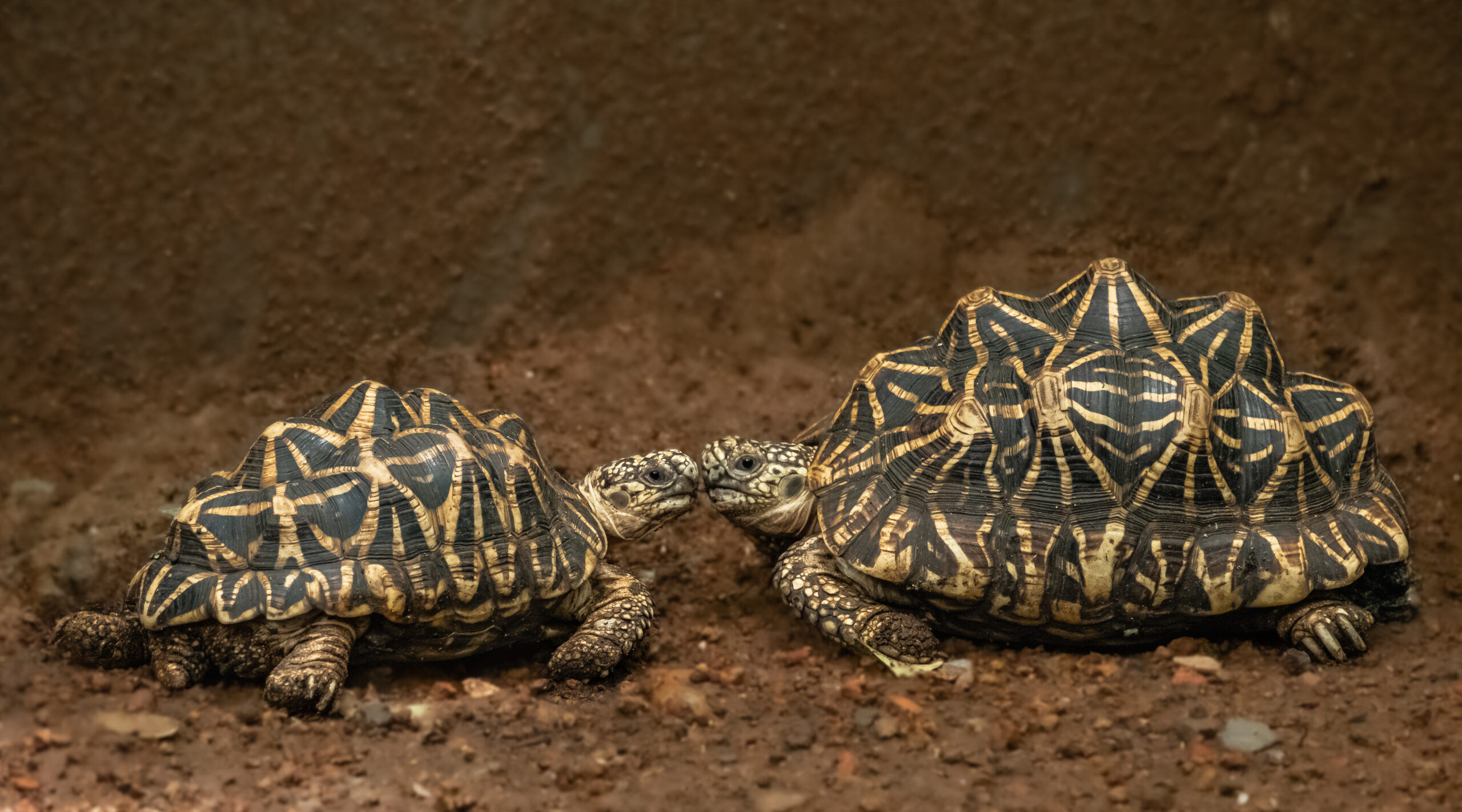 Tínedžerka pašovala na tele 30 chránených korytnačiek. Zatkli ju na letisku v Bangkoku