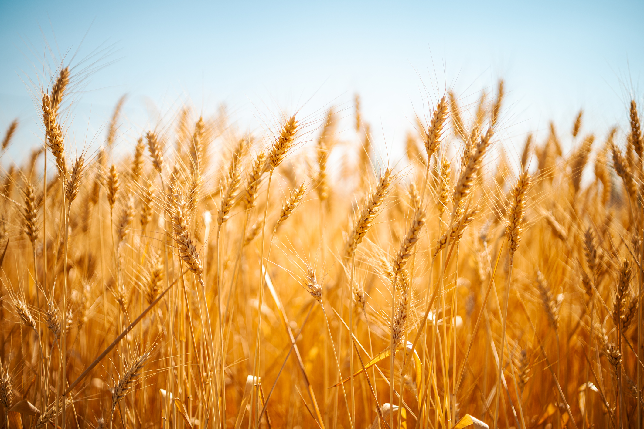 Izraelský importér odmietol prevziať loď s údajne ukradnutým ukrajinským obilím