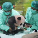 83573_indonesia_giant_panda_88365-640x420.jpg